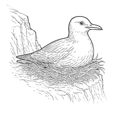 Description of image